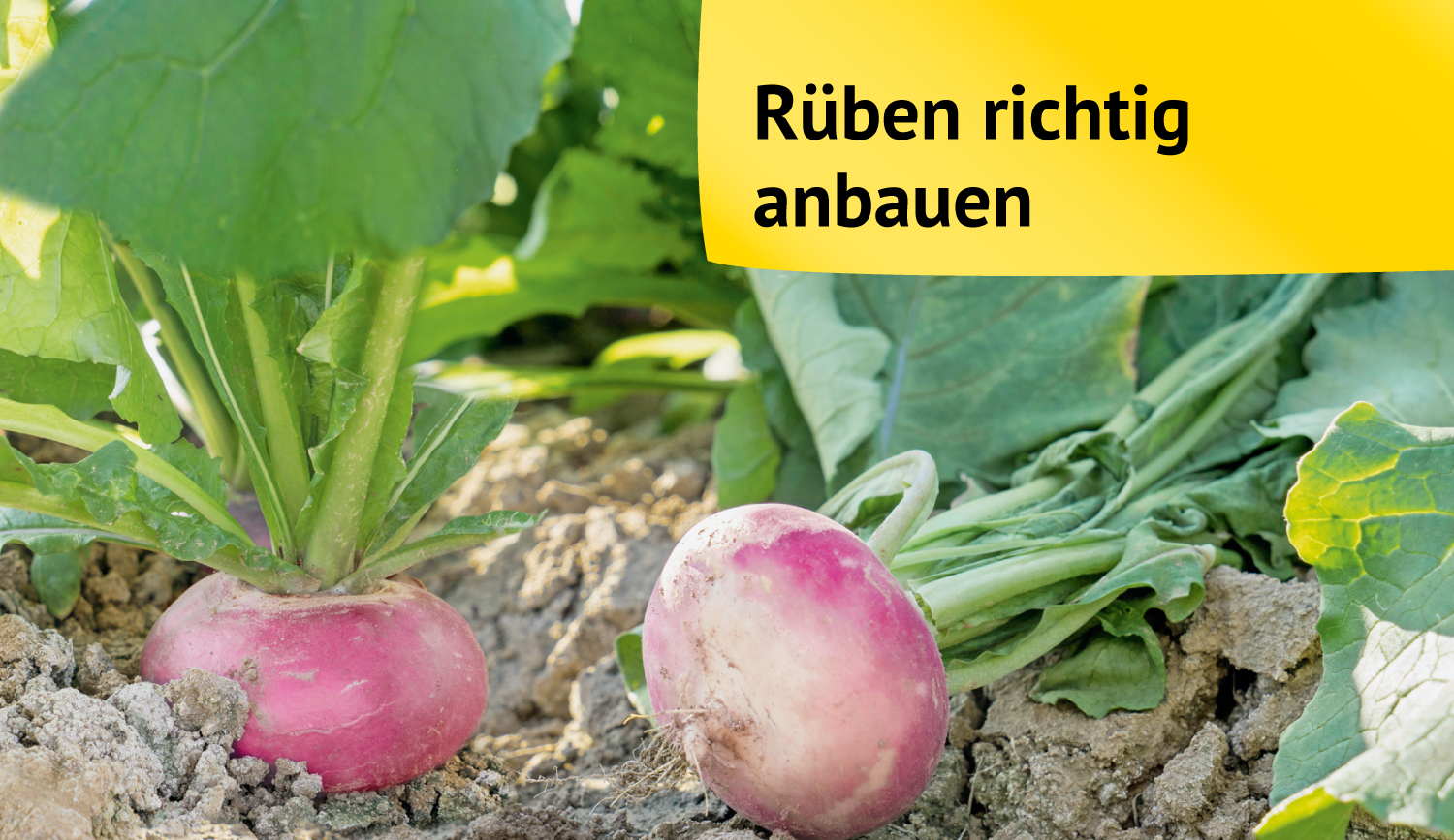 Köstliche Erdfrüchte von Frühling bis Herbst