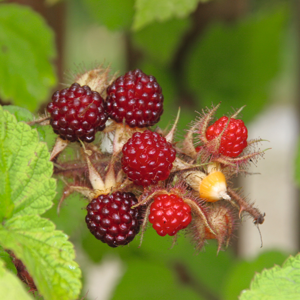 Die etwas anderen Brombeeren