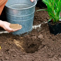 Naturnahes Gärtnern: Zierpflanzen richtig düngen