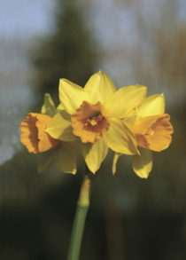 Blumenzwiebeln, die gut verwildern