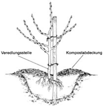 Obstbäume richtig pflanzen