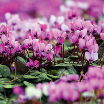 Was liegt an im Februar? Was liegt an im Februar?