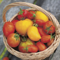 Tomaten – Fruchtgemüse selbst aussäen