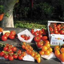 Tomaten-Vielfalt
