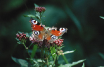 Schmetterlingsraupen sind Verwandlungskünstler