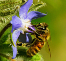 Gärtnern im Einklang mit der Natur