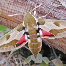 Schmetterling des Jahres 2014: der Wolfsmilchschwärmer