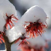 Winterblüher – Farbenspiel im Winter