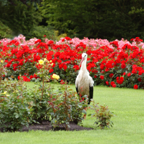 Weltvogelpark