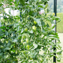 Pflanzenschutztipp: Eingerollte Tomatenblätter