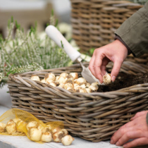 Zwiebelblumen für den Balkon