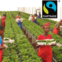 Fairtrade-Weihnachtssterne