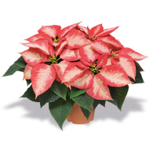 Pflegetipps für den Weihnachtsstern