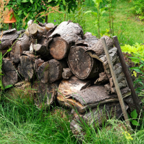 Totholz – Artenreicher Lebensraum