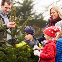 So pflegen Sie Ihren Weihnachtsbaum