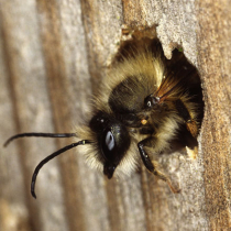 Nisthilfen für Wildbienen