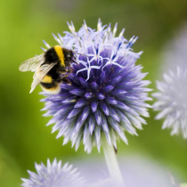 Hummeln im Garten