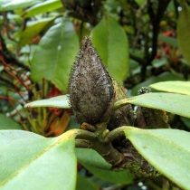 Pflanzenschutztipp: Knospensterben an Rhododendron