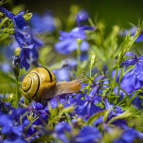 Schnecken - Arten im Garten