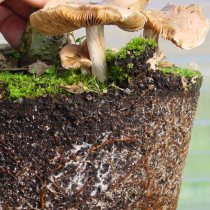 Naturnahes Gärtnern: Was ist eigentlich Mykorrhiza?