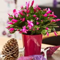 Der Weihnachtskaktus