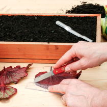 Zimmerpflanzen vermehren