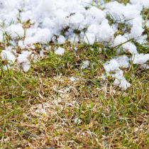 Pflanzenschutztipp: Schneeschimmel