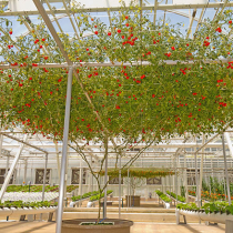 Riesiger Tomatenbaum