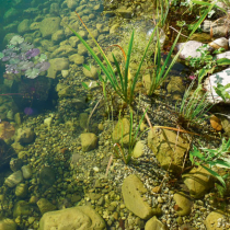 Ungetrübte Freude am Gartenteich