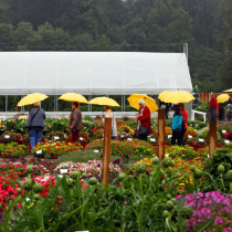 11. „Gartenfreund“-Expertenforum 2017 – Robuste Sorten und regenfeste Gartenfreunde