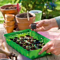 Jungpflanzen anziehen