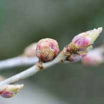 Pflanzenschutztipp: Gallmilben an Johannisbeeren