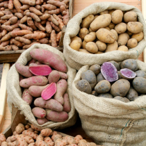 Kartoffelvielfalt und Bio-Gemüse Kartoffelvielfalt und Bio-Gemüse