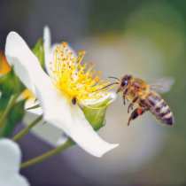 Fleißige Bienen