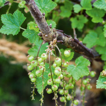 Rieseln bei Johannisbeeren