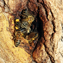 Wilde Honigbienen