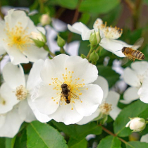 Üppige Strauchrose setzt edle Akzente Üppige Strauchrose setzt edle Akzente
