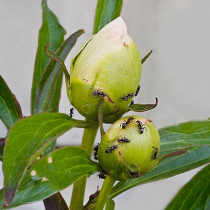 Pflanzenschutztipp: Ameisen im Blumenkübel