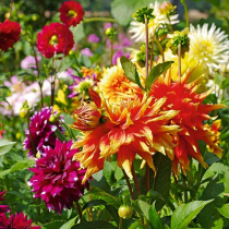 Dahlien