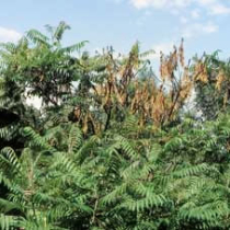 Verticillium-Welke im Garten vermeiden