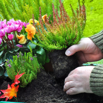 So blüht Ihre Heide garantiert