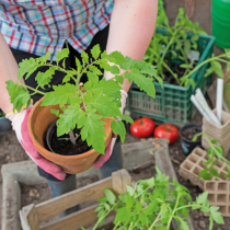 Kurzanleitung Tomatenkultur