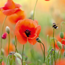 Bezaubernder Mohn