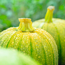 Sommerkürbisse: Zucchini, Pattison und Spaghettikürbis