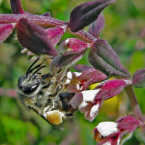 Bedrohte Wildbienen
