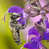 Bestäubungsleistung von Wildbienen