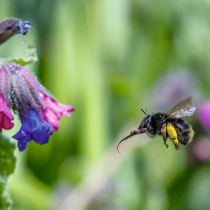 Pflanzen für Wildbienen