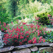 „Easy Gardening Rosen“ „Easy Gardening Rosen“
