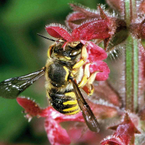Wildbiene des Jahres 2014: Die Garten-Wollbiene