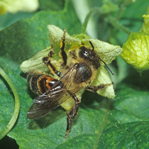 Wildbiene des Jahres 2015: Die Zaunrüben-Sandbiene